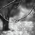 FALLEN LEAVES