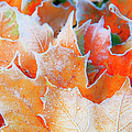 FROST TOUCHED