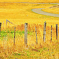 THE WINDING ROAD THE CROOKED FENCE AND THE BLUEBIRD