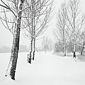 Winter Path