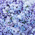 LILACS AND FORGET ME NOTS