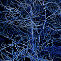 WICKED BLUE TREES